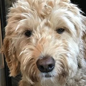 Meet your Posher, Izzy